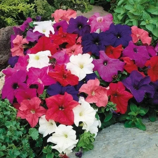 Pétunia Limbo *GP* Full Mélange F1 ( Petunia × hybrida )