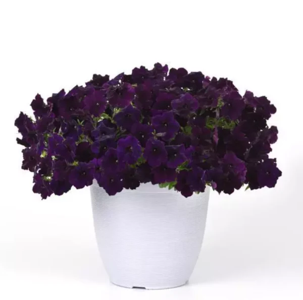 Pétunia Easy Wave® Navy Velour F1 ( Petunia × hybrida )