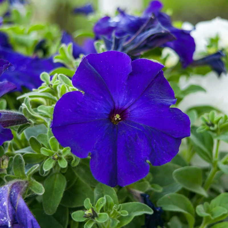 Pétunia Limbo *GP* Blue F1 ( Petunia × hybrida )