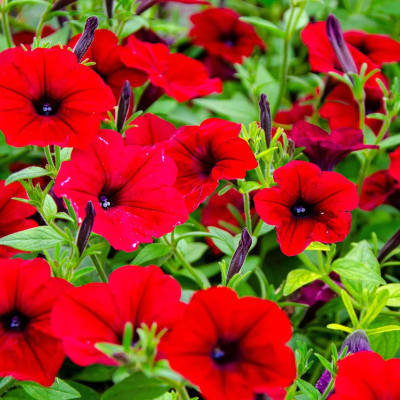 Pétunia Easy Wave® Red F1 ( Petunia × hybrida )