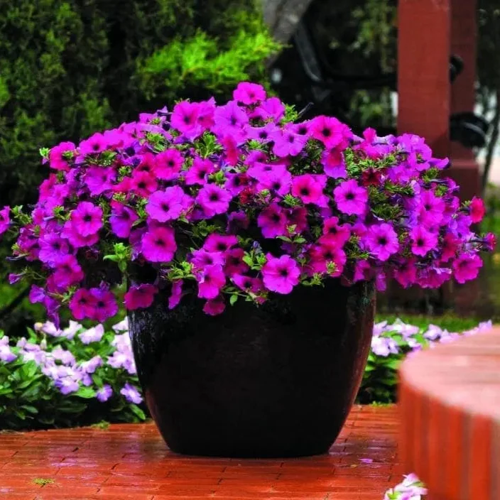 Pétunia Wave® Purple Improved F1 ( Petunia × hybrida )