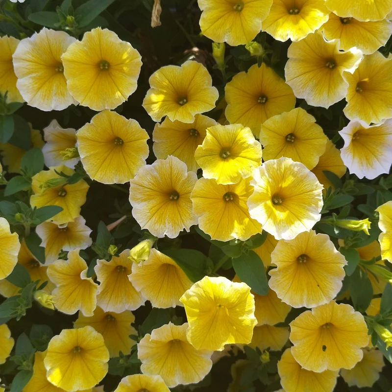 Petchoa Caliburst™ Yellow F1 ( Petunia sp. x Calibrachoa sp. )