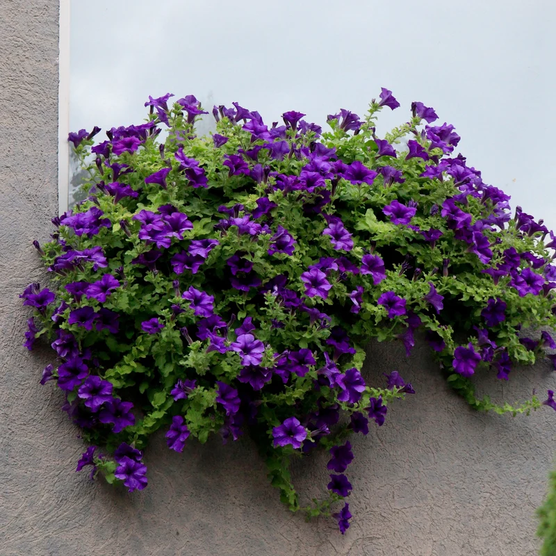 Pétunia Easy Wave® Blue F1 ( Petunia × hybrida )