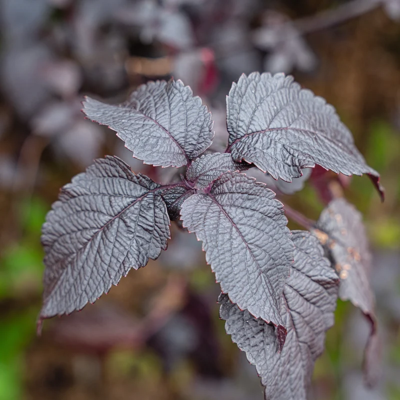 Shiso Nankinensis ( Perilla frustescens )