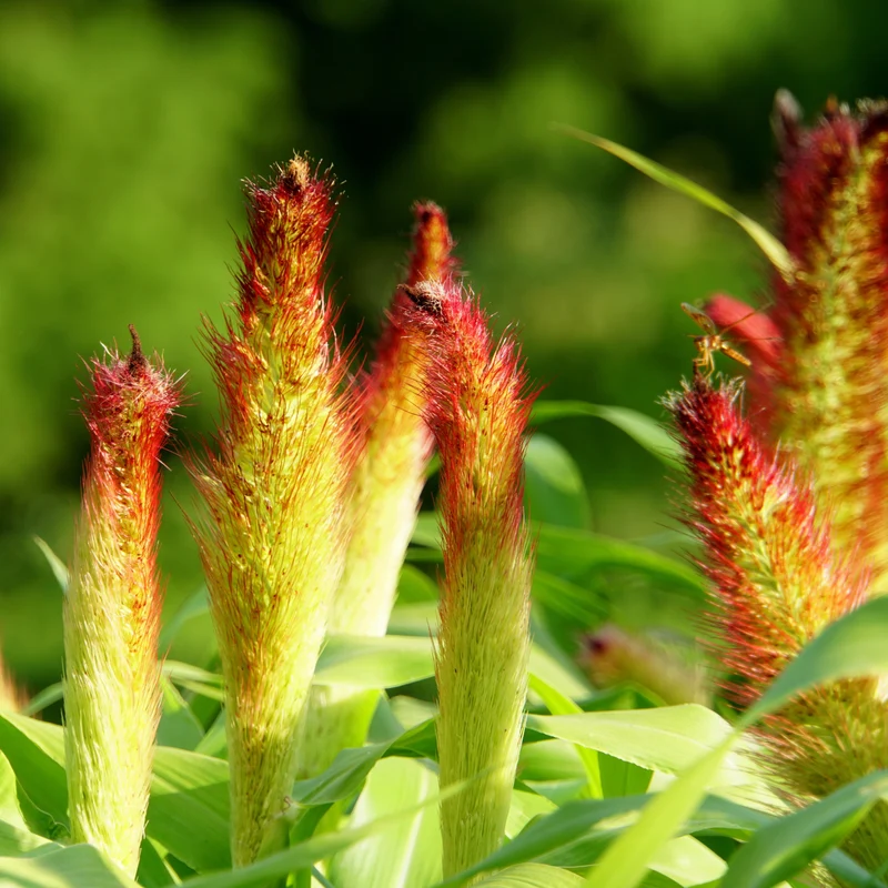 Millet ornemental Jade Princess F1 ( Pennisetum glaucum )