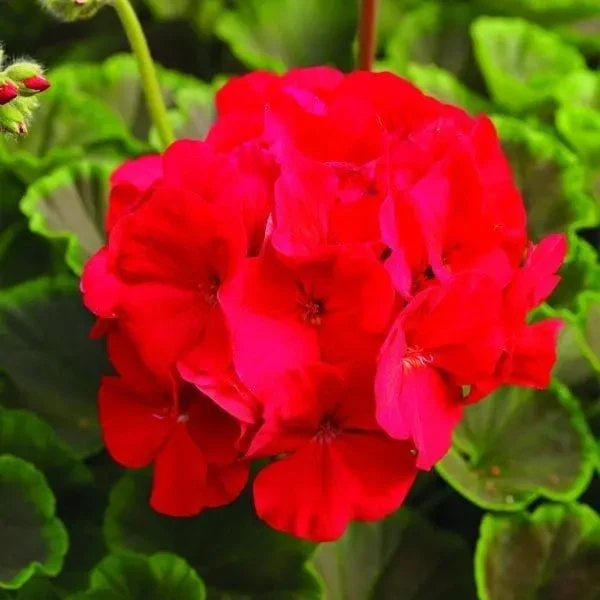 Géranium BullsEye™ Red F1 ( Pelargonium )