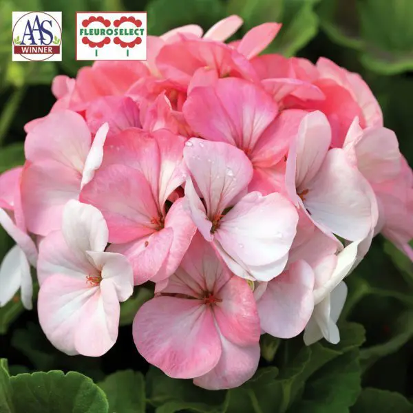 Géranium Pinto™ Premium Blanc à Rose F1 ( Pelargonium )