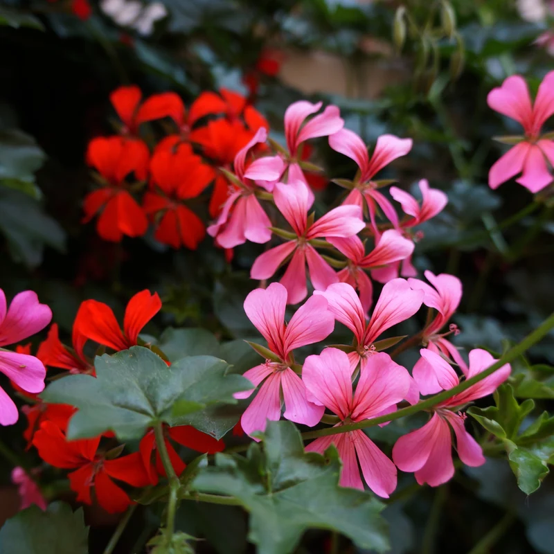 Géranium Reach Out™ Mélange F1 ( Pelargonium )