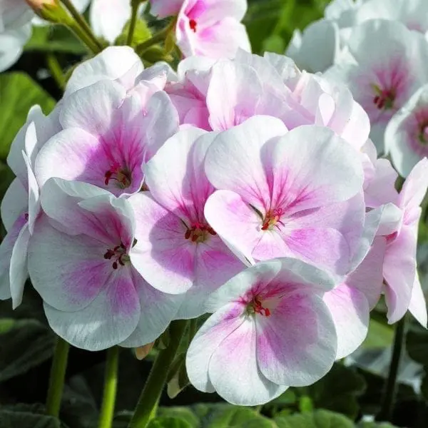 Géranium Maverick™ Appleblossom F1 ( Pelargonium )