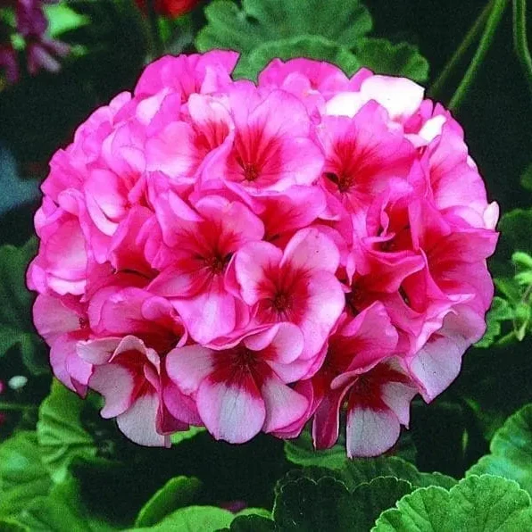 Géranium Maverick™ Star F1 ( Pelargonium )