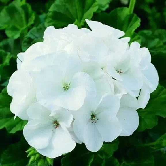 Géranium Maverick™ Blanc F1 ( Pelargonium )