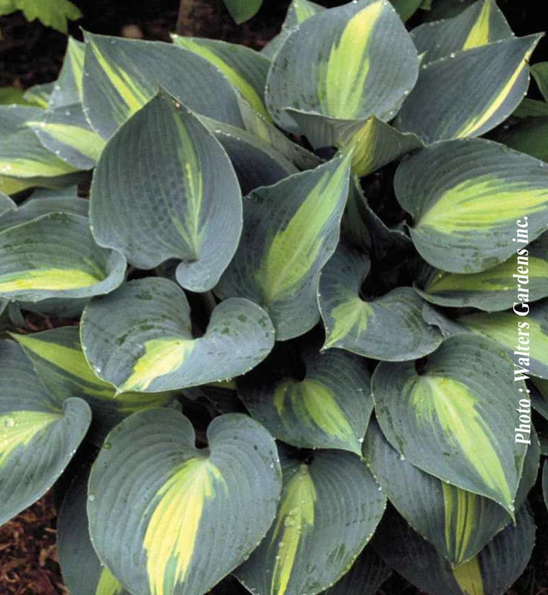 Hosta ‘Touch of Class’ (Hosta 'Touch of Class')