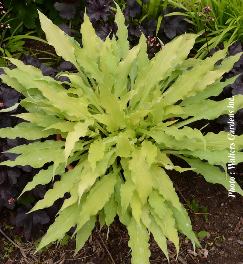 Hosta ‘Wiggles and Squiggles’ (Hosta 'Wiggles and Squiggles')