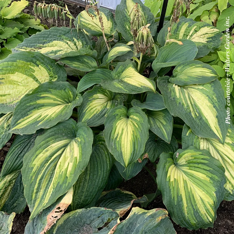 Hosta ‘When I Dream’ (Hosta 'When I Dream')