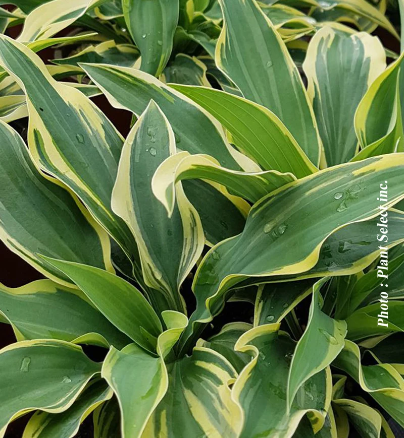 Hosta ‘Wolverine’ (Hosta 'Wolverine')