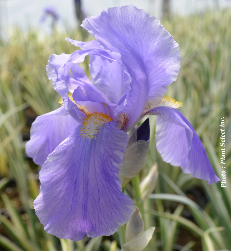 Iris ‘Argentea Variegata’ (Iris pallida 'Argentea Variegata')