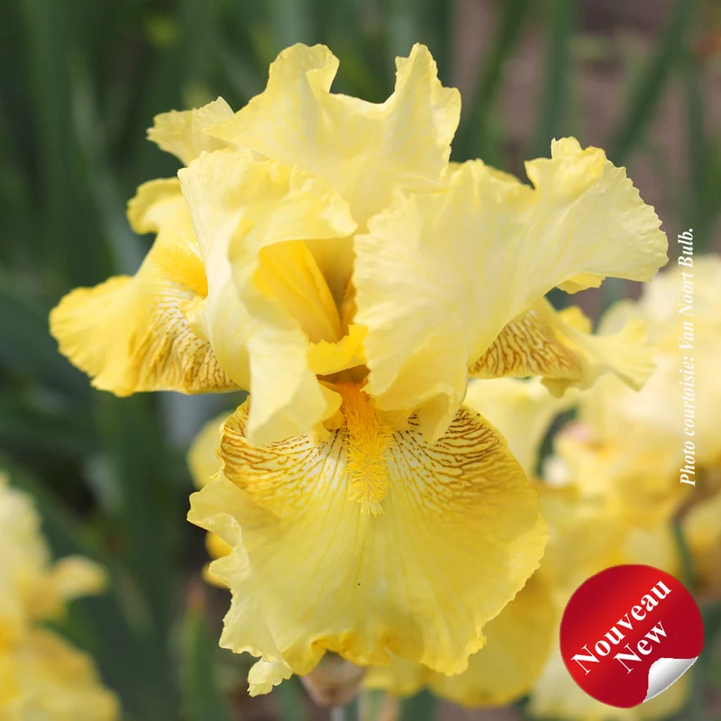Iris ‘Again and Again’ (Iris germanica 'Again and Again')