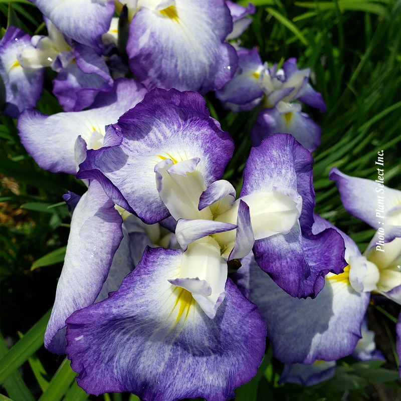 Iris ‘Blue Beauty’ (Iris 'Blue Beauty' (ensata))