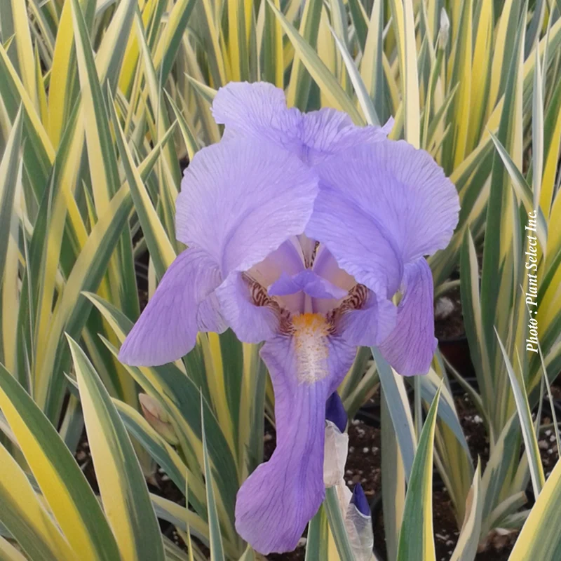 Iris ‘Aurea Variegata’ (Iris pallida 'Aurea Variegata')