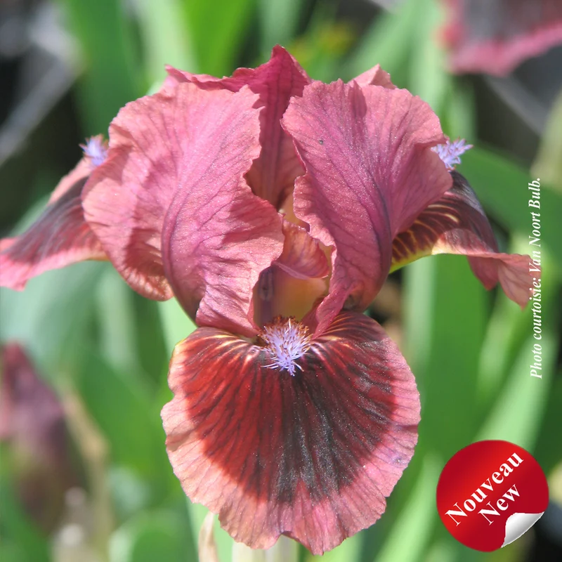 Iris ‘Cat's Eye’ (Iris pumila 'Cat's Eye')