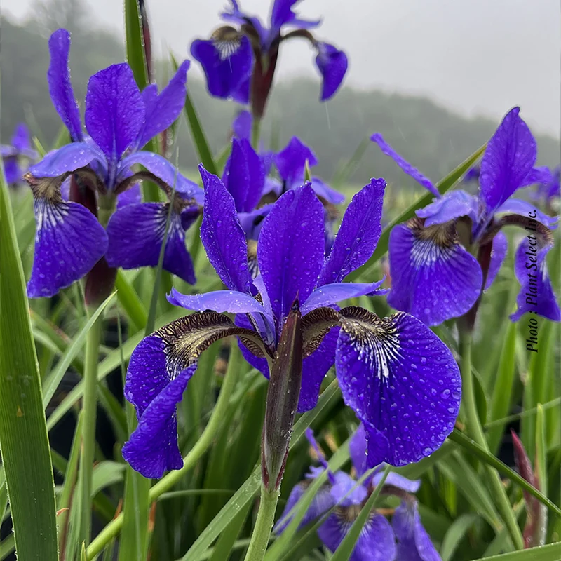 Iris ‘Caesar's Brother’ (Iris sibirica 'Caesar's Brother')