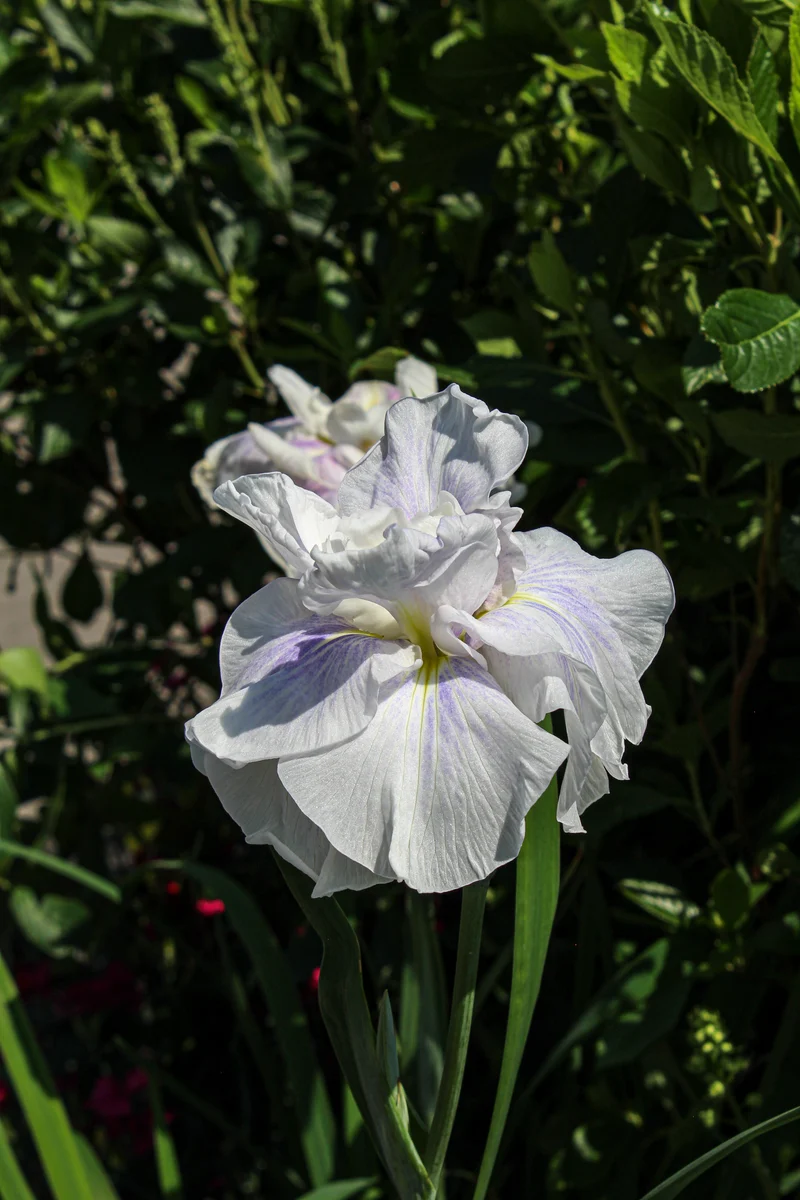 Iris ‘Blushing Crimson’ (Iris 'Blushing Crimson')