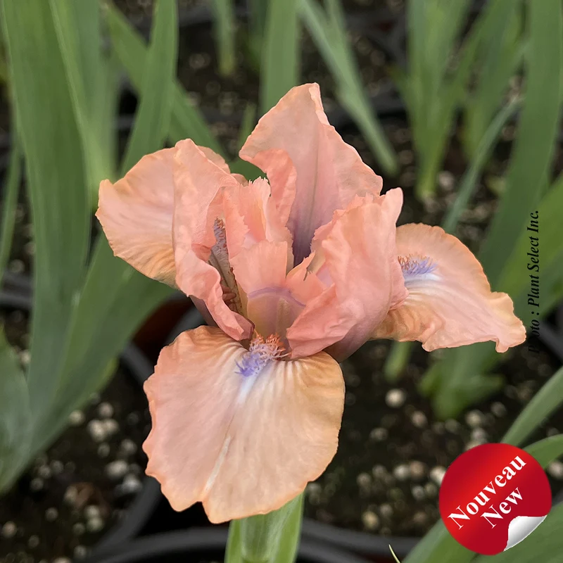 Iris ‘Flirting’ (Iris pumila 'Flirting')