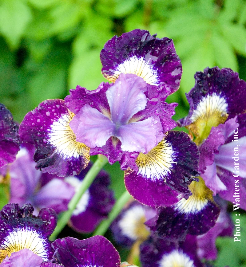 Iris ‘Contrast in Style’ (Iris sibirica 'Contrast in Style')
