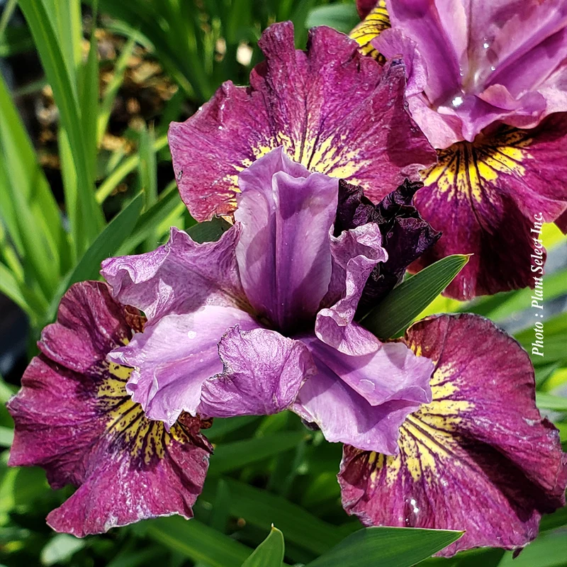 Iris ‘Lady Vanessa’ (Iris sibirica 'Lady Vanessa')