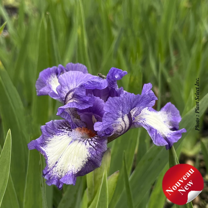 Iris ‘Freeze Frame’ (Iris pumila 'Freeze Frame')