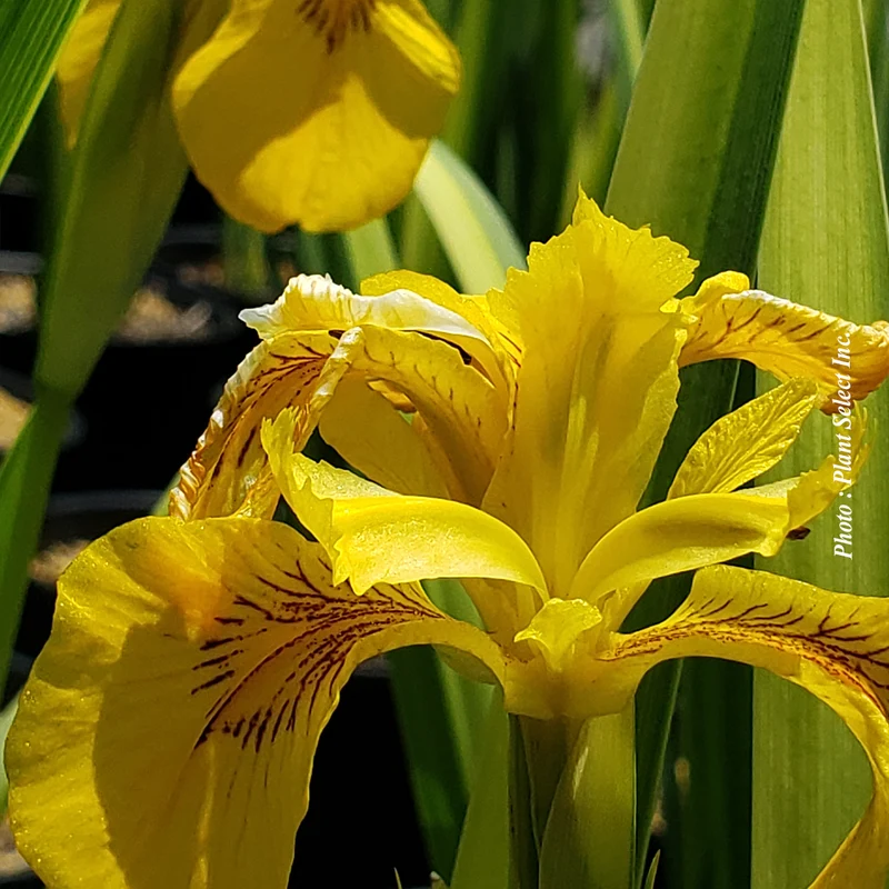 Iris ‘Variegata’ (Iris pseudacorus 'Variegata')