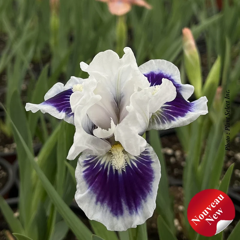 Iris ‘Riveting’ (Iris pumila 'Riveting')