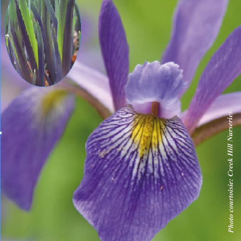 Iris ‘Purple Flame’ (Iris versicolor 'Purple Flame')