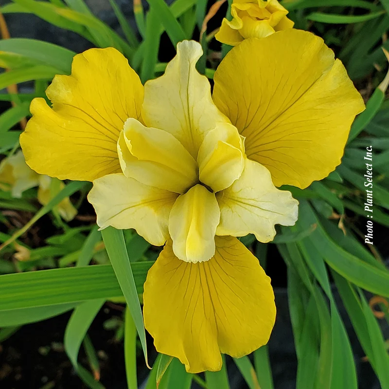 Iris ‘Sunfisher’ (Iris sibirica 'Sunfisher')