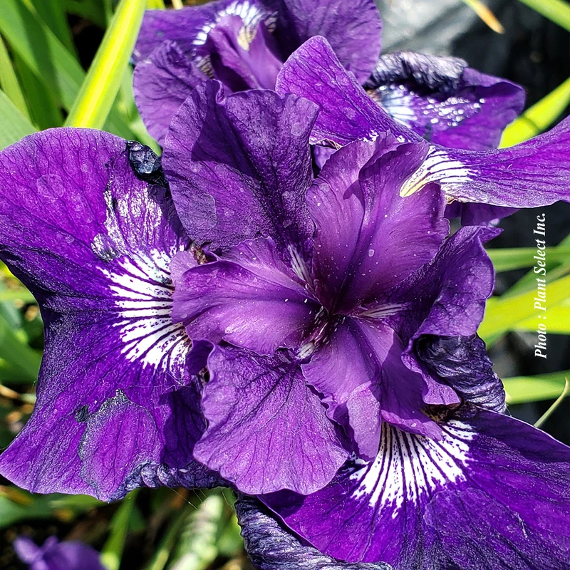 Iris ‘Ruffled Velvet’ (Iris sibirica 'Ruffled Velvet')