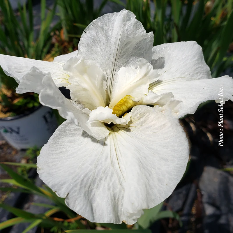 Iris ‘Swans in Flight’ (Iris sibirica 'Swans in Flight')