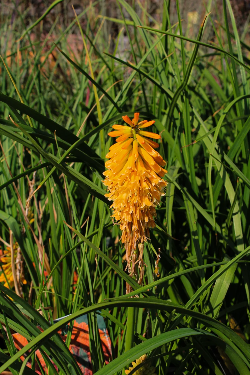 Tritome ‘Pyromania Orange Blaze’ (Kniphofia Pyromania® 'Orange Blaze')