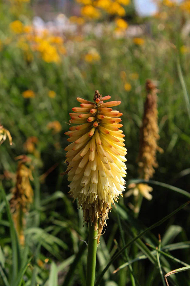 Tritome ‘Pyromania Hot and Cold’ (Kniphofia Pyromania® 'Hot and Cold')