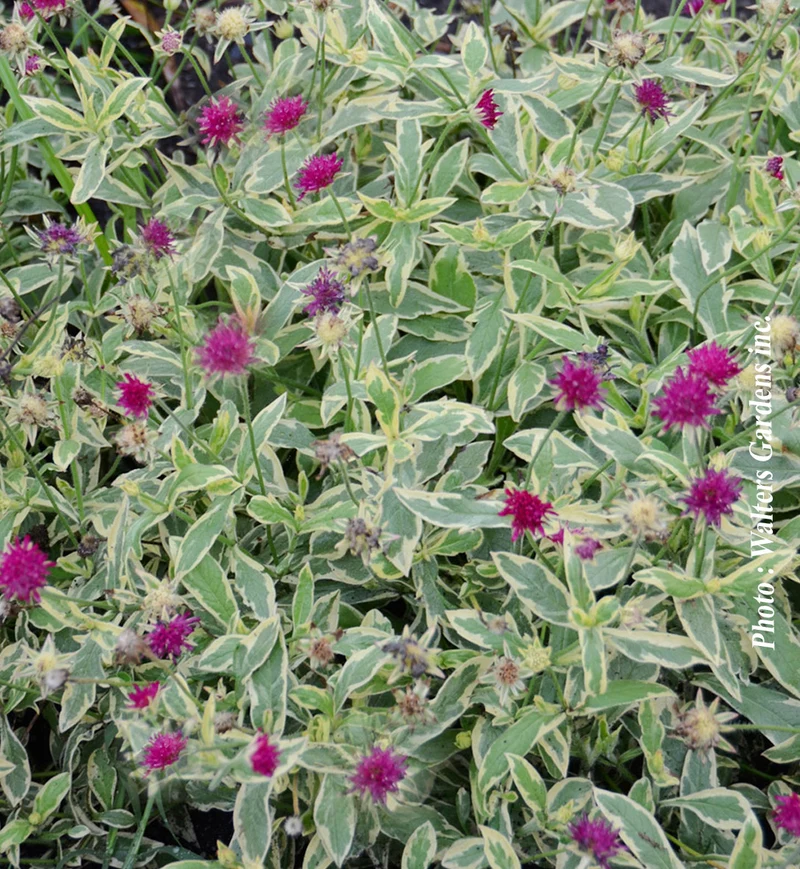 Knautie ‘Thunder and Lightning’ (Knautia 'Thunder and Lightning')