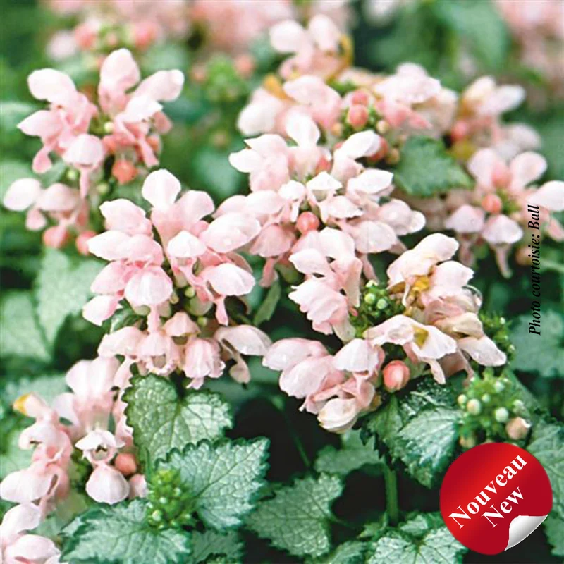 Lamier ‘Pink Pewter’ (Lamium 'Pink Pewter')