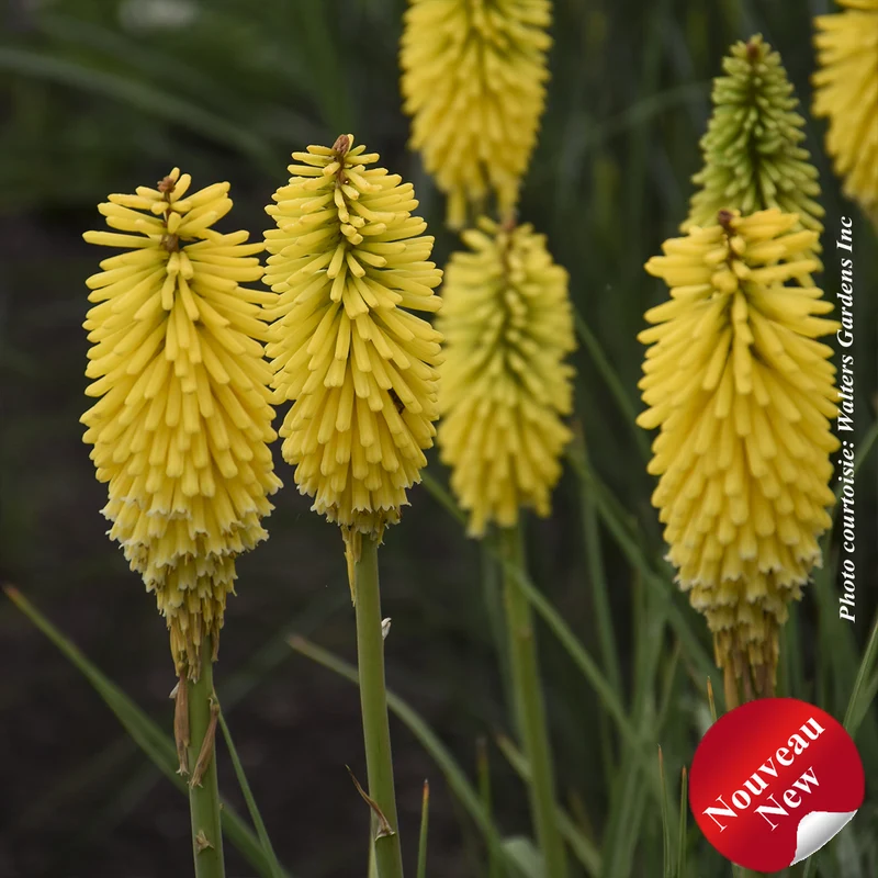 Tritome ‘Pyromania Solar Flare’ (Kniphofia Pyromania® 'Solar Flare')