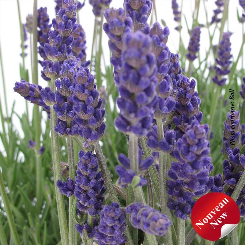 Lavande ‘Annet’ (Lavandula angustifolia 'Annet')
