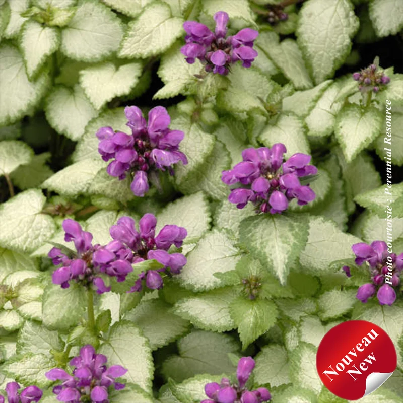 Lamier ‘Purple Dragon’ (Lamium 'Purple Dragon')