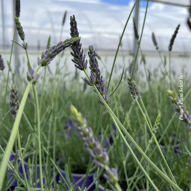 Lavande ‘Grosso’ (Lavandula × intermedia 'Grosso')