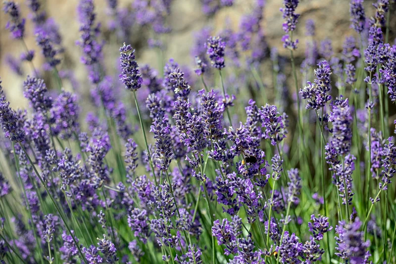 Lavande ‘Munstead’ (Lavandula angustifolia 'Munstead')