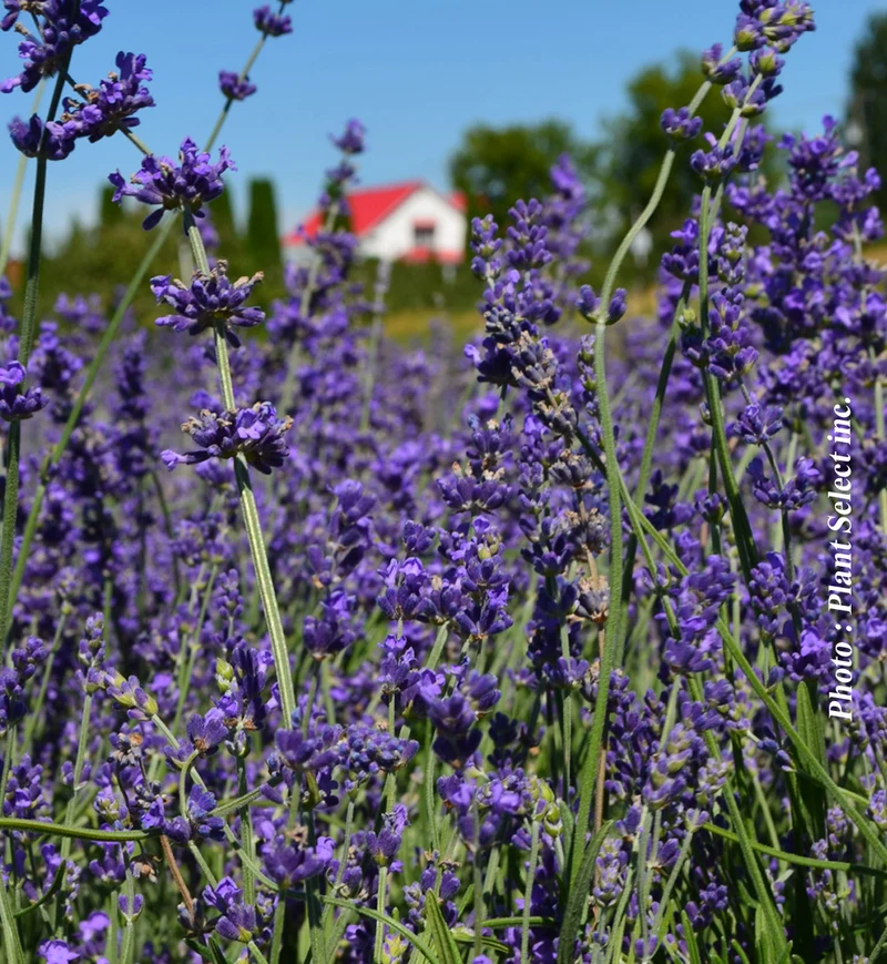 Lavande ‘Munstead’ (Lavandula angustifolia 'Munstead')