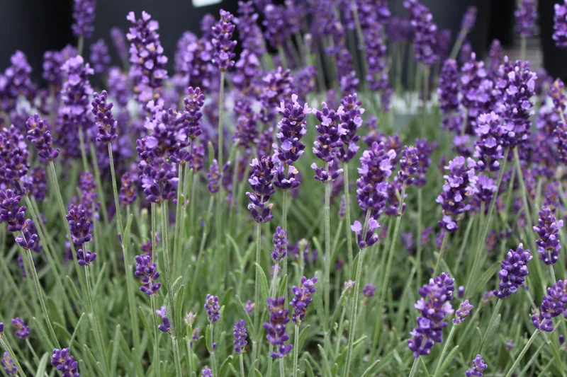 Lavande ‘Hidcote Blue’ (Lavandula angustifolia 'Hidcote Blue')