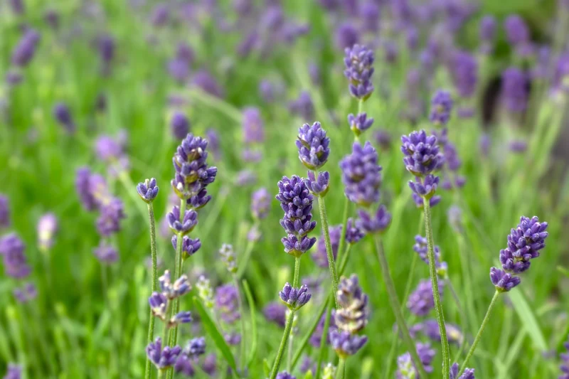 Lavande ‘Hidcote Blue’ (Lavandula angustifolia 'Hidcote Blue')