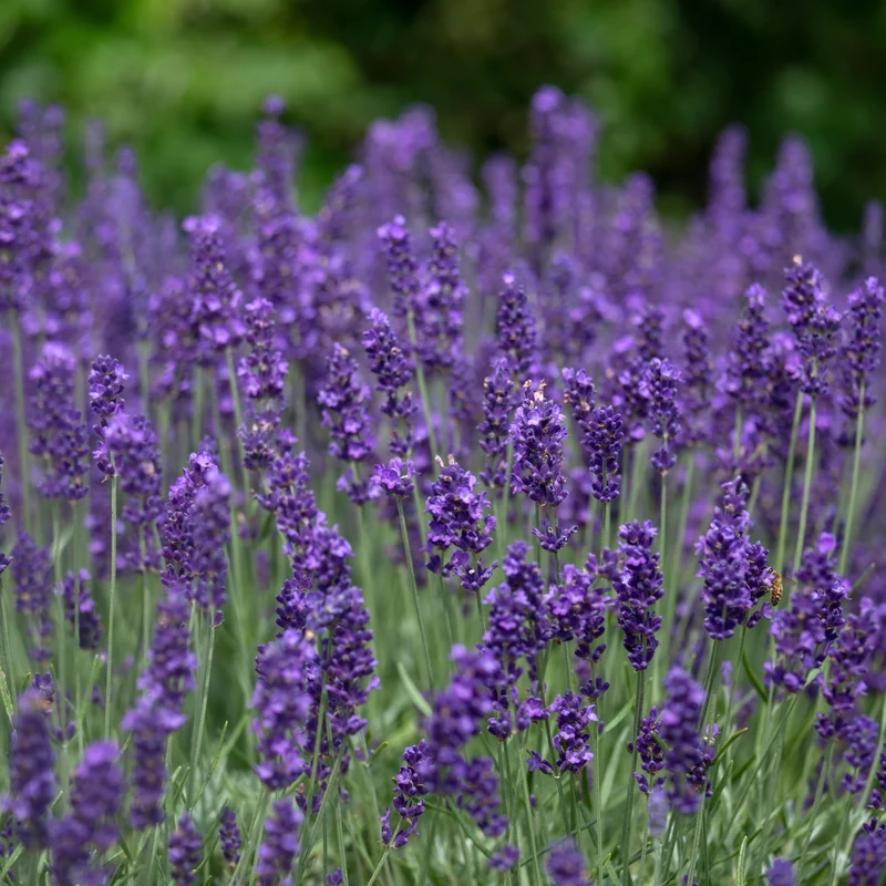Lavande ‘Hidcote Blue’ (Lavandula angustifolia 'Hidcote Blue')