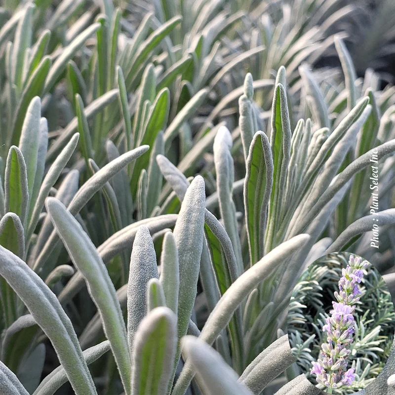 Lavande ‘Sensational’ (Lavandula × intermedia 'Sensational')